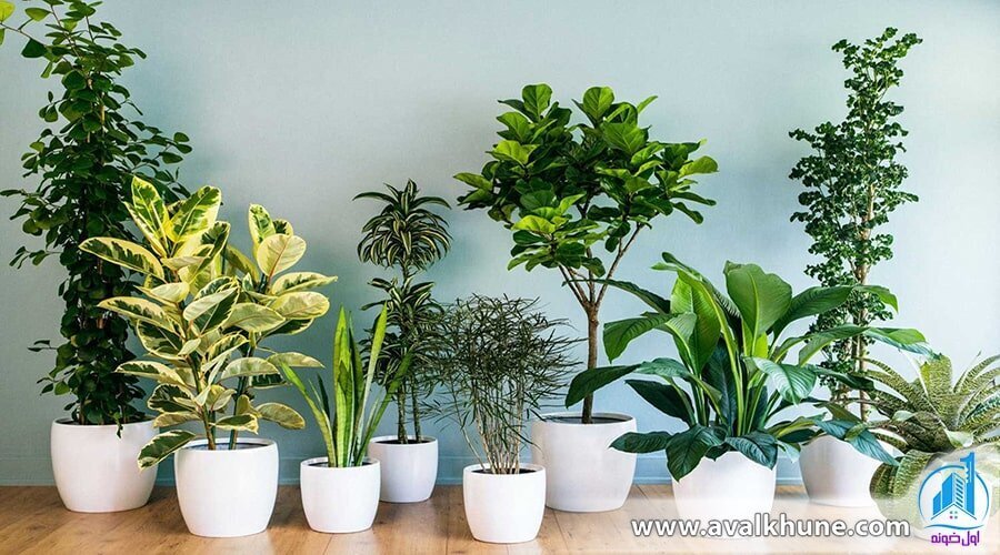 چگونه از گلهای آپارتمانی مراقبت کنیم؟