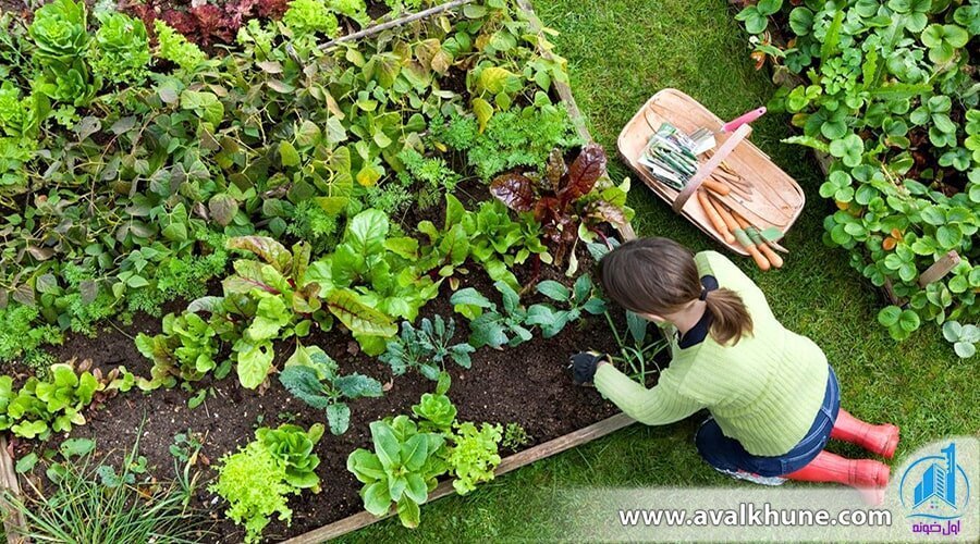 12 نکته برای کاشت سبزی در باغچه خانه که باید بدانید!