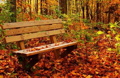 طبیعت شگفت انگیز جنگل راش/از جاهای دیدنی سوادکوه