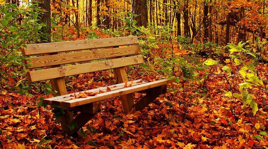 طبیعت شگفت انگیز جنگل راش/از جاهای دیدنی سوادکوه