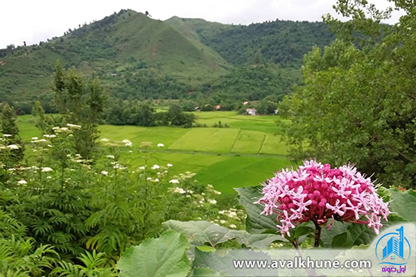 خرید زمین در شمال برای باغ میوه