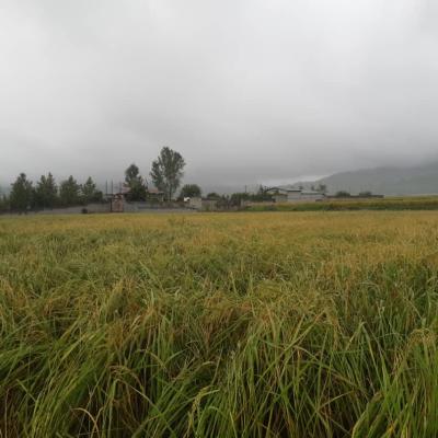 خرید زمین کشاورزی با موقعیت عالی