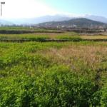 زمین  آبی در محمودآباد