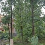 فروش فوری زمین داخل بافت