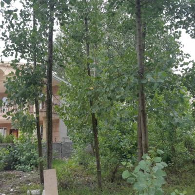 فروش فوری زمین داخل بافت