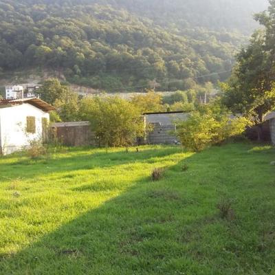 زمین پلاک اول جنگل