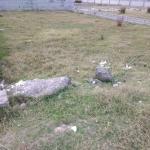 خرید یک قطعه زمین در شمال