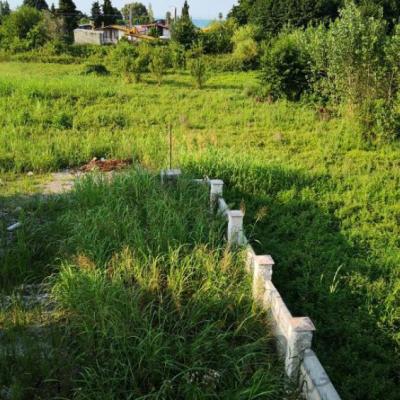 خرید زمین ارزان جنگلی