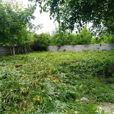 فروش زمین جنگلی در سرخرود