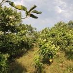 خرید زمین در رامسر با ویو بی نظیر