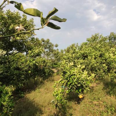 خرید زمین در رامسر با ویو بی نظیر