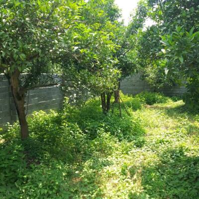 زمین داخل بافت با درخت مرکبات