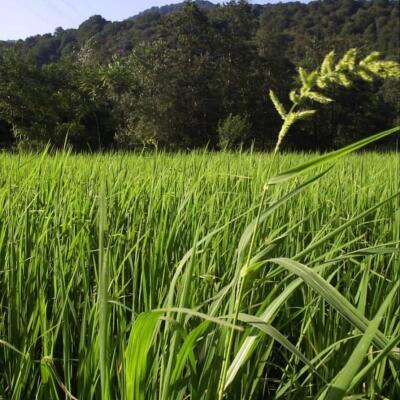 خرید زمین کشاورزی در چمستان