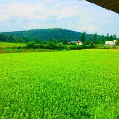 خرید زمین هکتاری ارزان قیمت