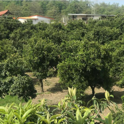 خرید باغ مرکبات در شمال