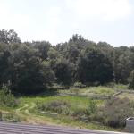 خرید زمین داخل شهرک بین جنگل و دریا