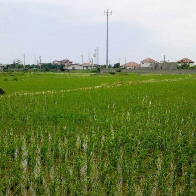 خرید زمین کشاورزی در مازندارن