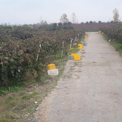 خرید زمین باغ کیوی با متراژ بالا