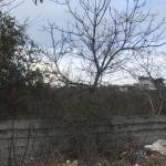 خرید زمین دل جنگل نخ شمال