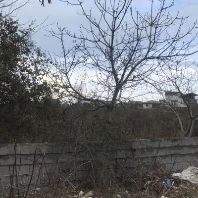 خرید زمین دل جنگل نخ شمال