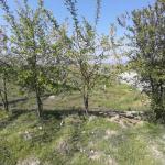 خرید زمین در منطقه محموآباد