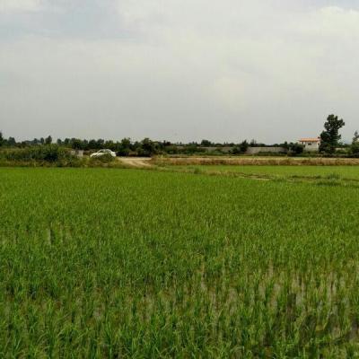 زمین کشاورزی سند تک برگ