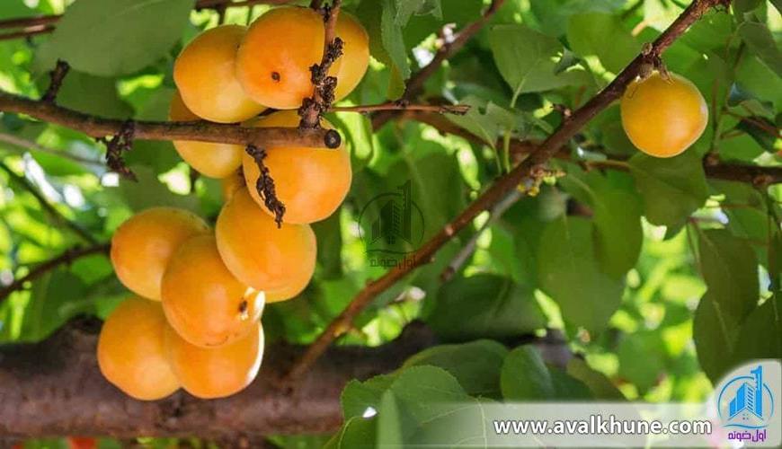 نکات مهم در خرید باغ میوه در شمال برای سرمایه‌گذاری بهتر