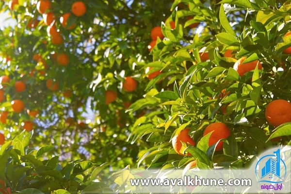 بهترین شهرها برای خرید زمین باغی در مازندران 