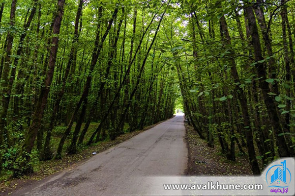 جاده جنگل زیبای دالخانی در رامسر