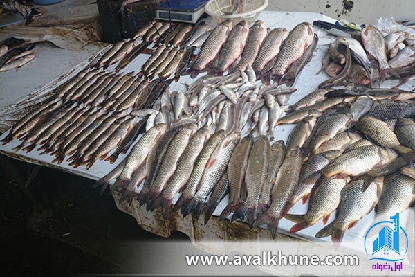 بازار بزرگ ماهی فروشان ساری